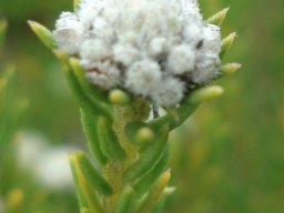 Phylica ericoides flowerheads at a stem-tip